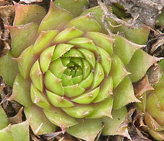 cactiforme