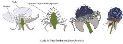 rubus fruticosus cycle
