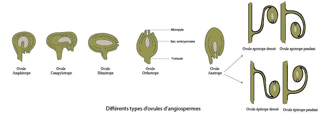 types ovules
