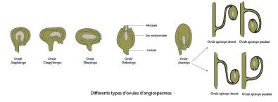 types ovules