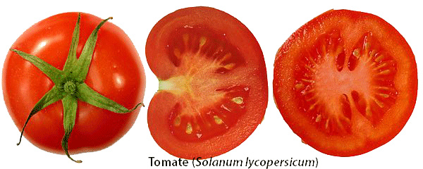 tomate