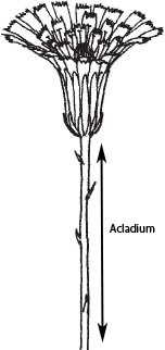 Acladium
