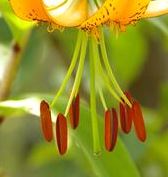 lilium
