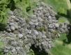 Brevicoryne brassicae