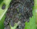 aphis fabae