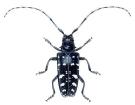 anoplophora glabripennis