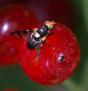 Rhagoletis cerasi
