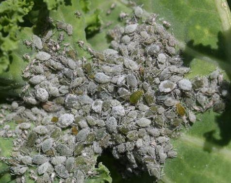 Brevicoryne brassicae