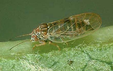Cacopsylla pyri