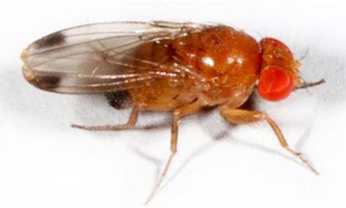 Drosophila suzukii