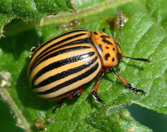 Leptinotarsa decemlineata