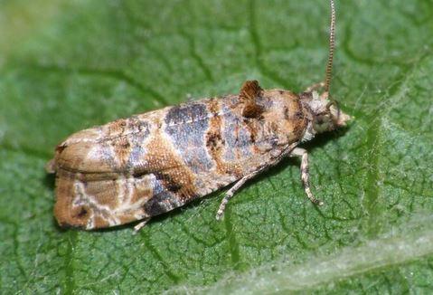 Lobesia botrana