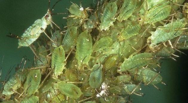 Macrosiphum rosae