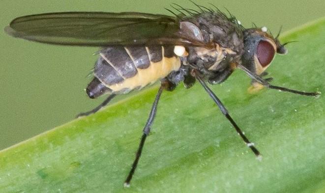 Phytomyza gymnostoma