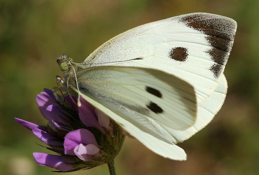 Pieris brassicae