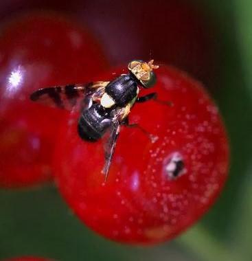 Rhagoletis cerasi