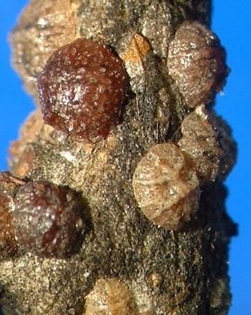 Saissetia oleae