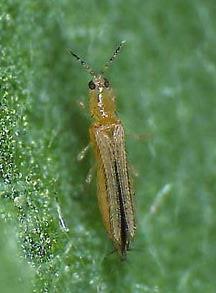 Taeniothrips simplex