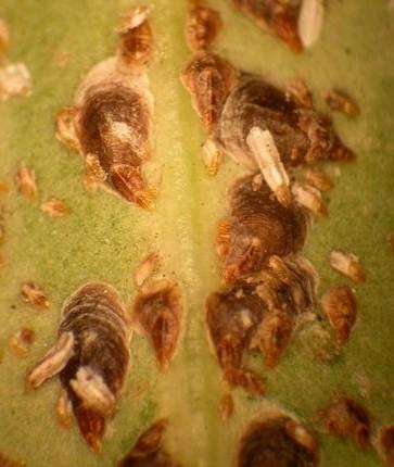 Unaspis euonymi