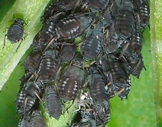 aphis fabae