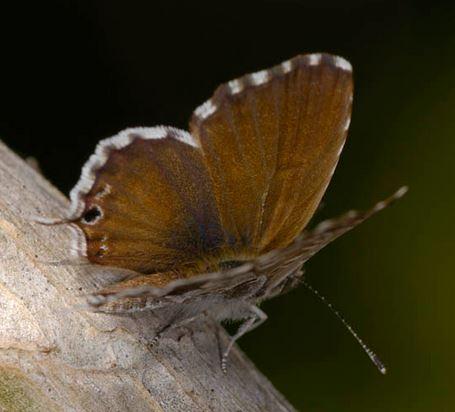 cacyreus marshalii