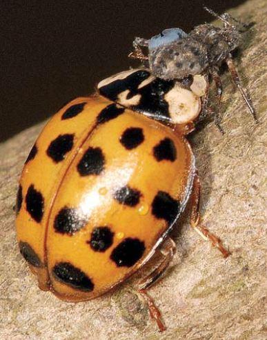 coccinelle asiatique