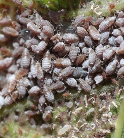 eriosoma lanigerum 2