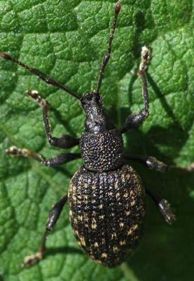 otiorhynchus sulcatus