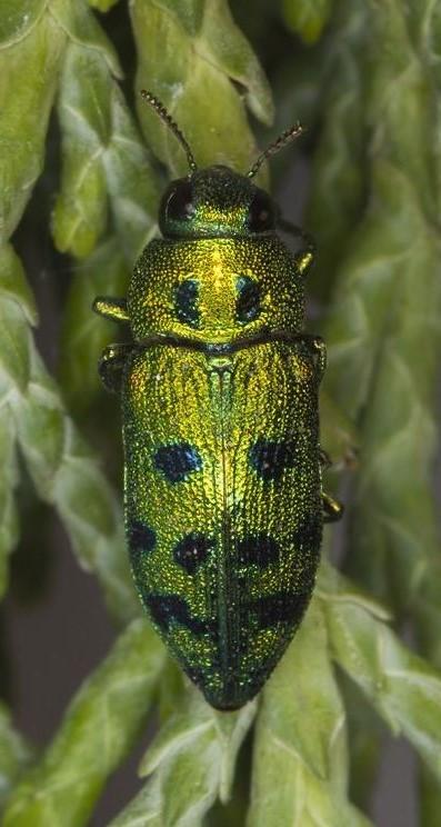 ovalisia festiva