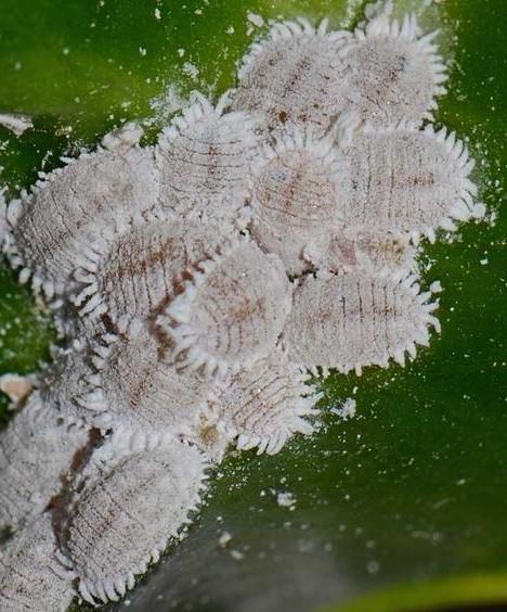 planococcus citri