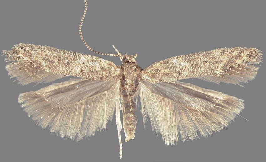 tuta absoluta