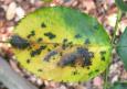 Diplocarpon rosae