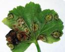 Puccinia pelargonii zonalis