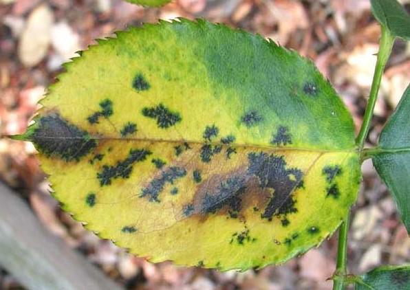 Diplocarpon rosae