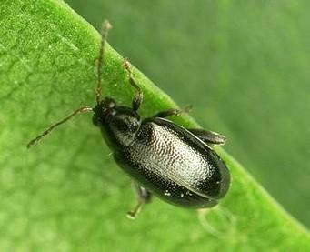 Phyllotreta spp