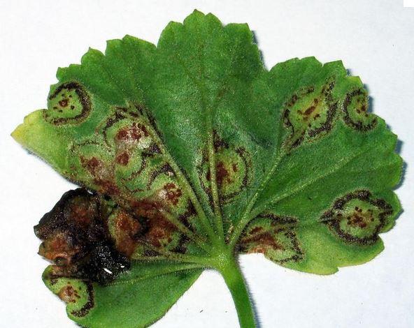 Puccinia pelargonii zonalis