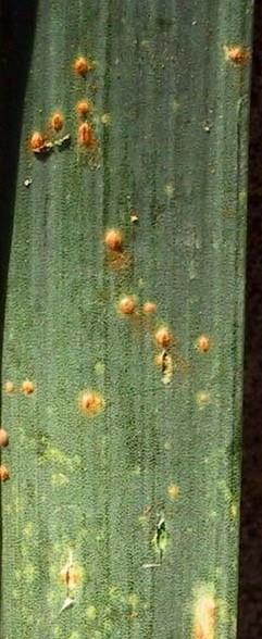 Puccinia porri