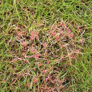 limonocymes roseipellis