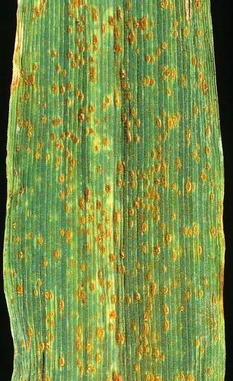 puccinia recondita