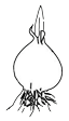 Système Bulbeux Système Bulbeux