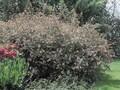 Abelia grandiflora Image 2