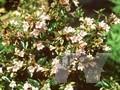 Abelia Edward Goucher Image 1