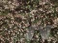 Abelia rupestris Image 1