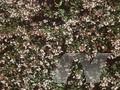 Abelia rupestris var grandiflora Image 1
