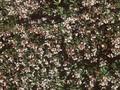 Abelia grandiflora Image 1