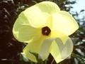 Abelmoschus manihot Image 1