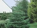 Abies nordmanniana subsp nordmanniana Image 1