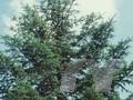 Abies alba Image 1