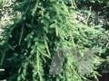 Abies alba Pendula Image 1