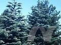 Abies amabilis Image 1